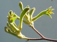 Anigozanthos flavidus sau planta Picior de cangur